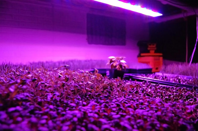 Hydroponic Full Spectrum LED Grow Light Plant