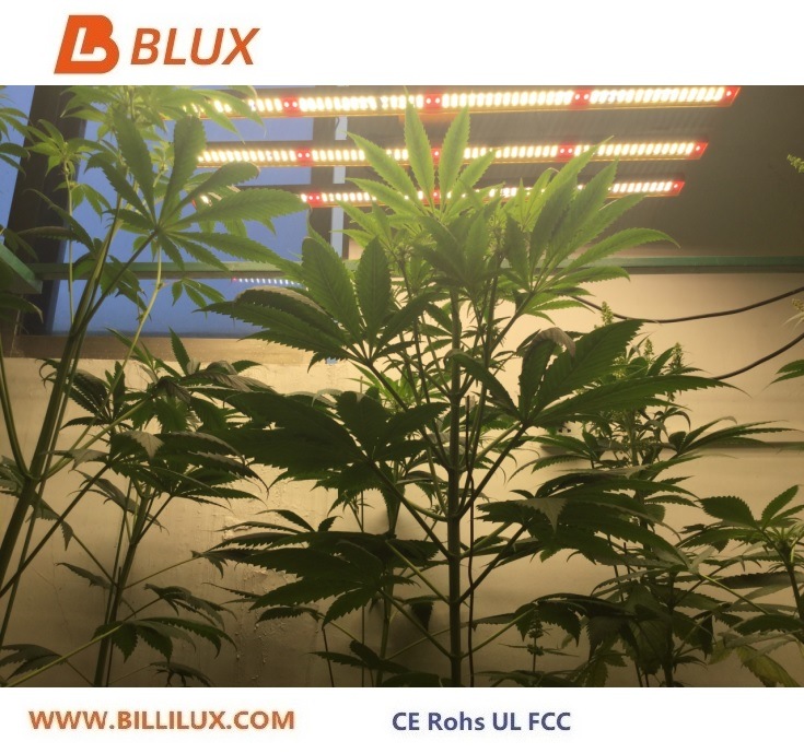 China Supplier Hydroponic Lighting Red and Blue 15W 900mm T8 Tube LED Grow Light for Medical Plant