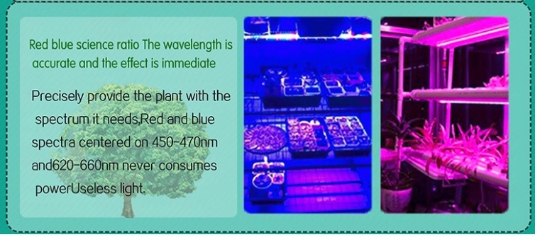 China Supplier Hydroponic Lighting Red and Blue 15W 900mm T8 Tube LED Grow Light for Medical Plant