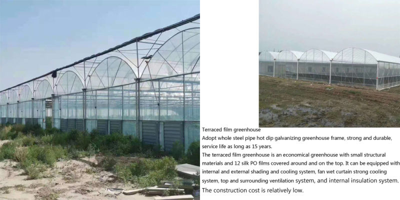 Multi-Span Film Greenhouse with Hydroponics Growing Soilless Cultivation System