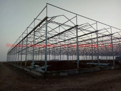 Customized Multispan Glass Greenhouse with Hydroponics for Vegetable Planting