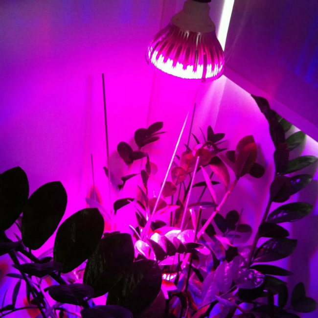 Professional After-Sales Service 1000 Watt LED Grow Light