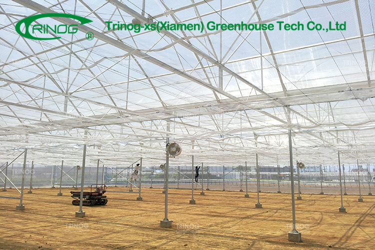 Double Multi-span Film Vegetable Greenhouse with Cultivation Hydroponics System