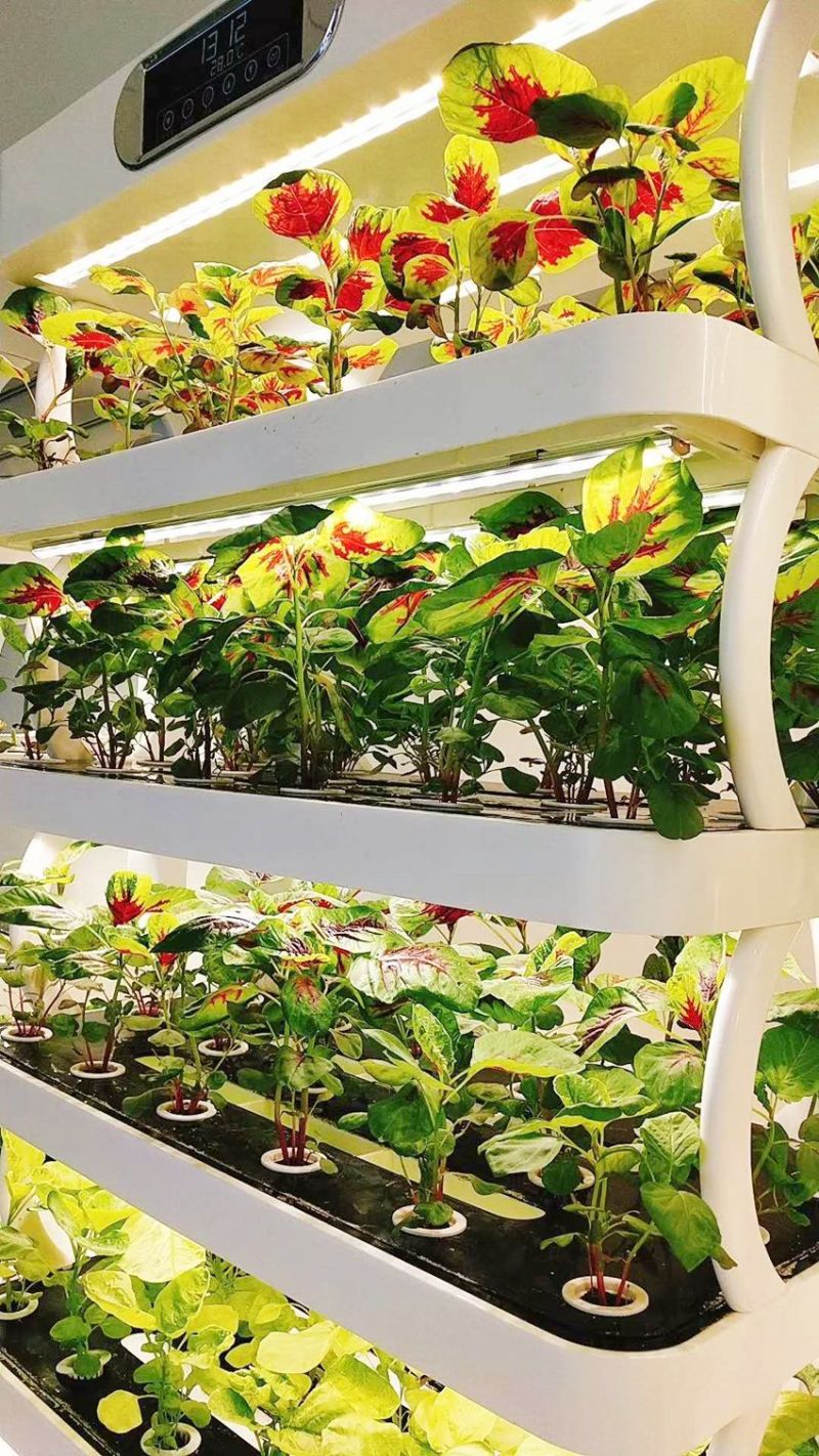 LED Indoor Hydroponics Growing System Cultivator Soilless Supplier From China