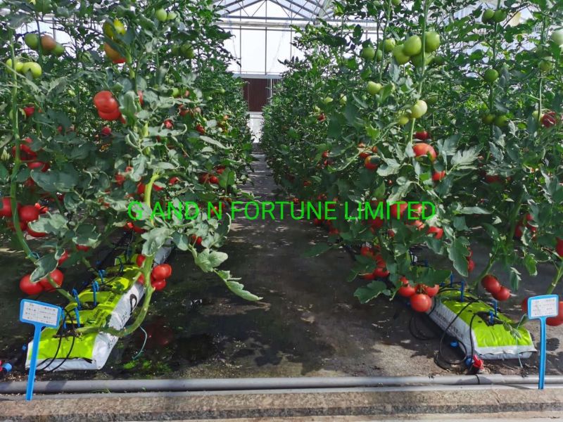 Hydroponics Tomato Grow Bag Cocopeat System for Horticultural Greenhouse