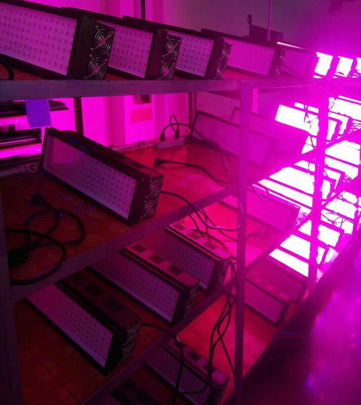 IP65 LED Grow Light for Plant Factory Cultivation