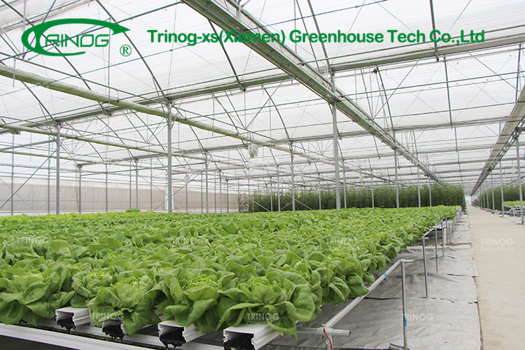 Double Multi-span Film Vegetable Greenhouse with Cultivation Hydroponics System