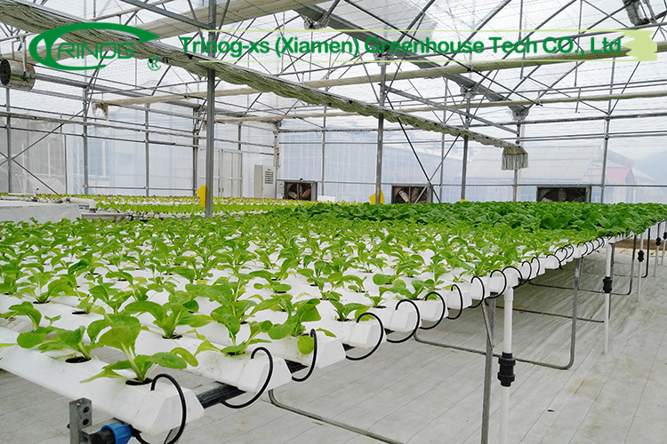 Hot Selling Multi-span Film Greenhouse with Cultivation Hydroponics System for Vegetable