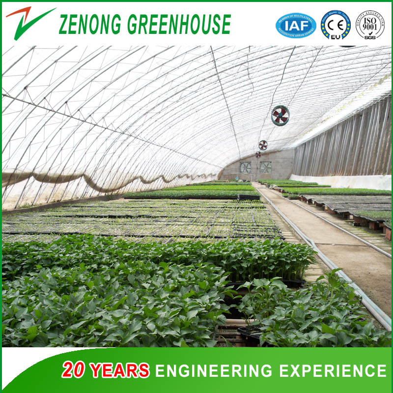 Hydroponic Cultivation System Single Span Greenhouse for Tomato/Cucumber/Celery