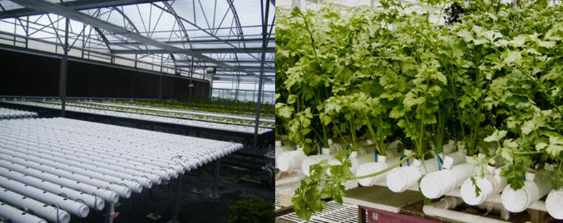 Commercial Soilless Cultivation Nft Hydroponic System Kinds of Hydroponic Equipment