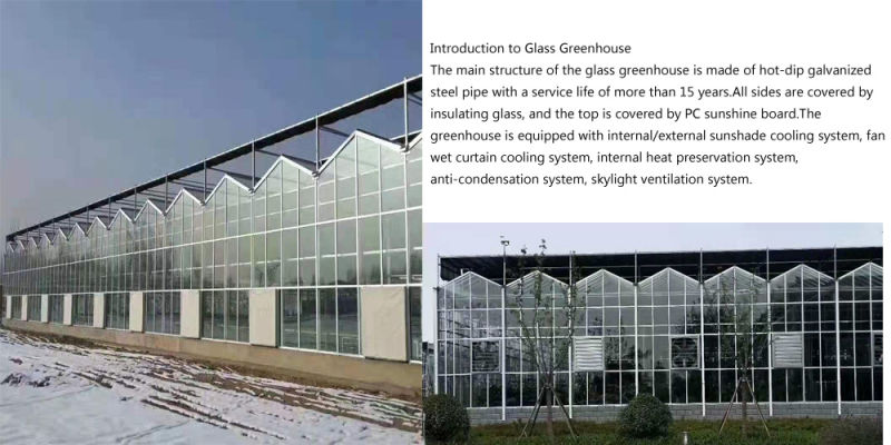 Commercial Large Glass Soilless Cultivation Tomato Plantation Greenhouse