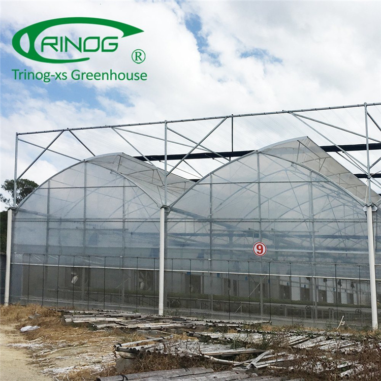 Double Multi-span Film Vegetable Greenhouse with Cultivation Hydroponics System