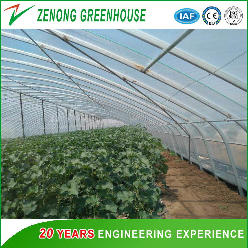 Hydroponic Cultivation System Single Span Greenhouse for Tomato/Cucumber/Celery