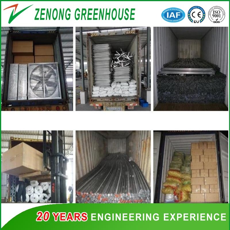 Professional Film Plastic Greenhouse for Tomato/Cucumber Strawberry Hydroponic Growing