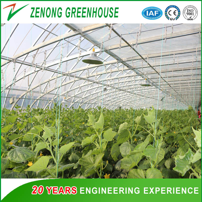 Hydroponic Cultivation System Single Span Greenhouse for Tomato/Cucumber/Celery