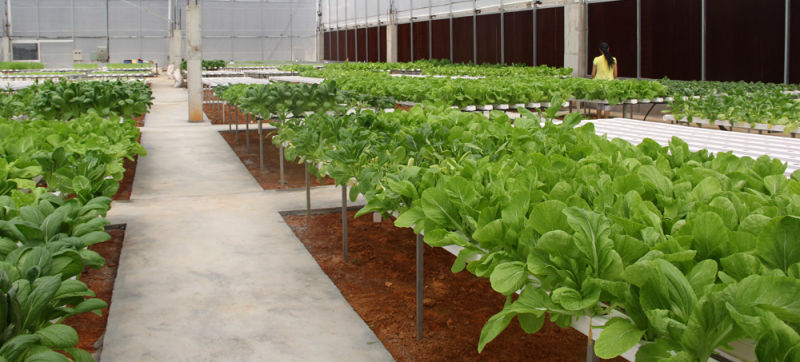 Customized PVC Channel Commercial Hydroponics Systems for Greenhouse Plant