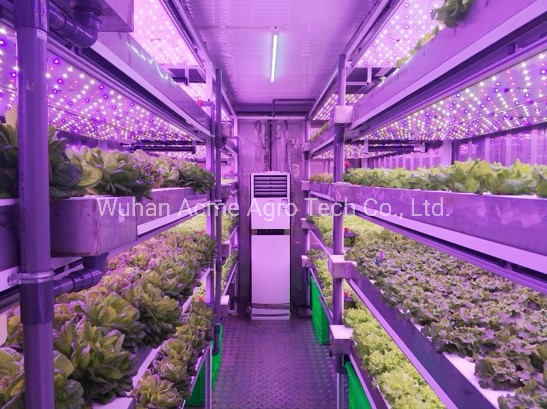 LED Growth Lighting Container Hydroponics Farming