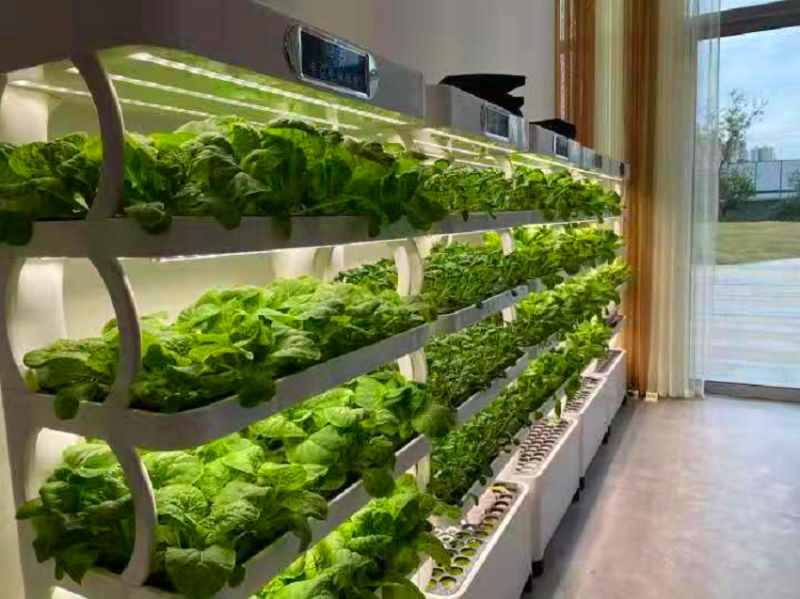 China Supplier LED to Growing Vegetables Deliciously Hydroponics Cultivator