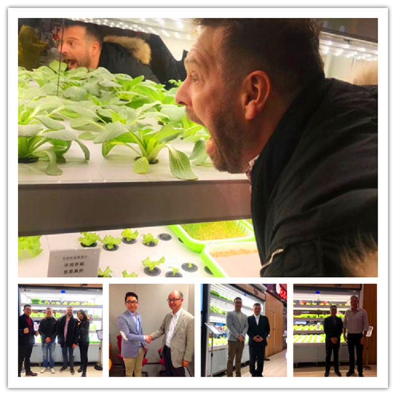 China Supplier LED to Growing Vegetables Deliciously Hydroponics Cultivator