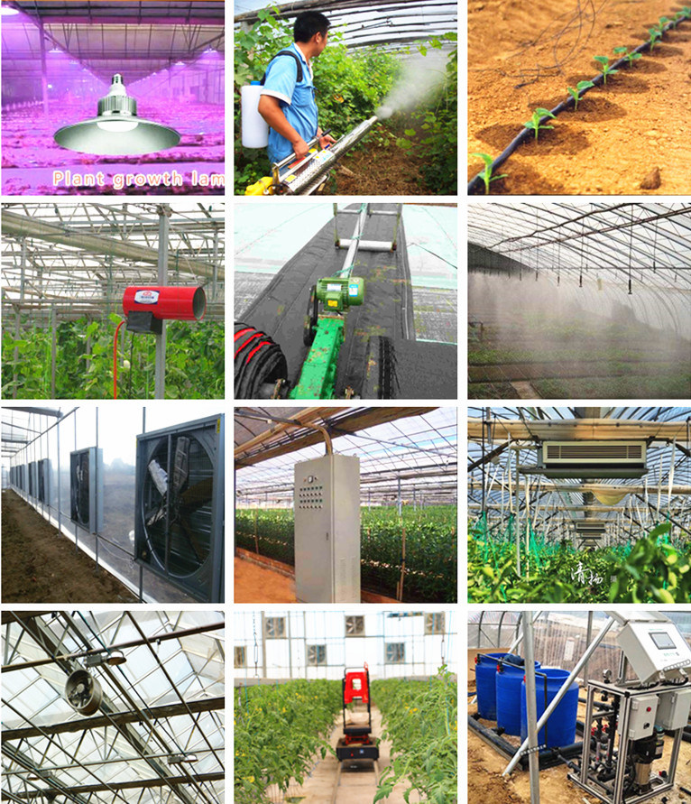 Multi Span Agricultural Film Greenhouse Tomato Greenhouse Strawberry Greenhouse