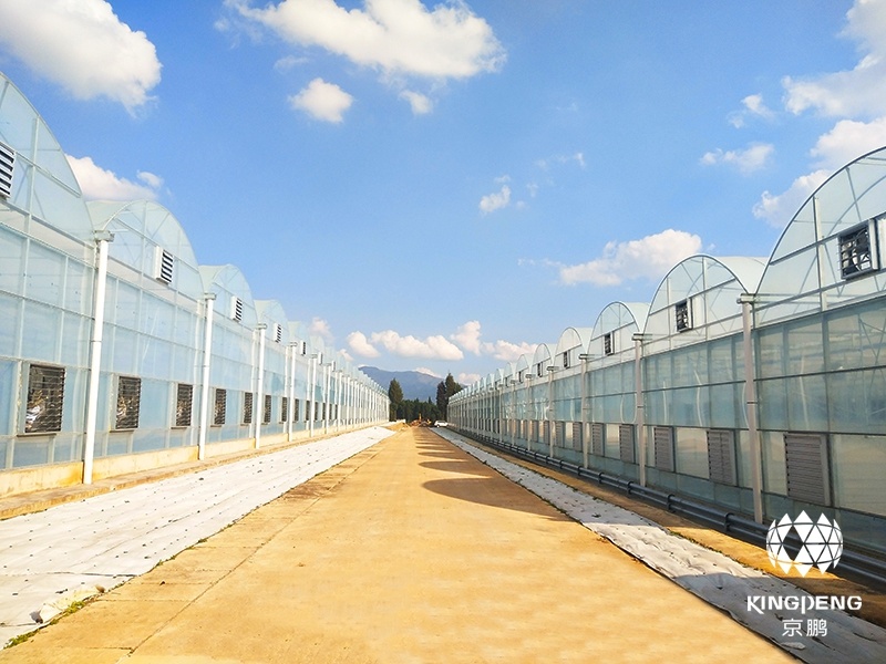 Hydroponics Plants Greenhouse for Vegetable/Tomato/Cucumber