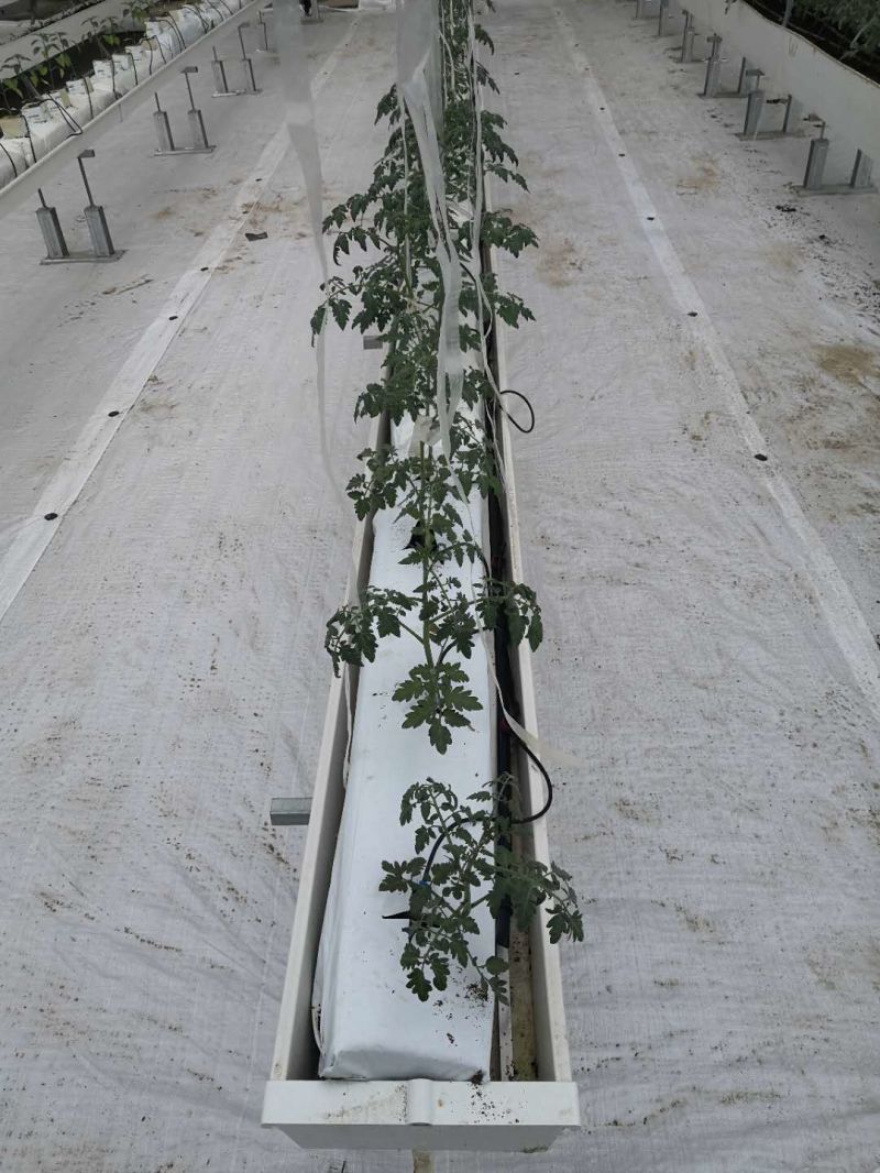 Hydroponic Seed Sprouting Vegetable Cultivation Greenhouse Facilities