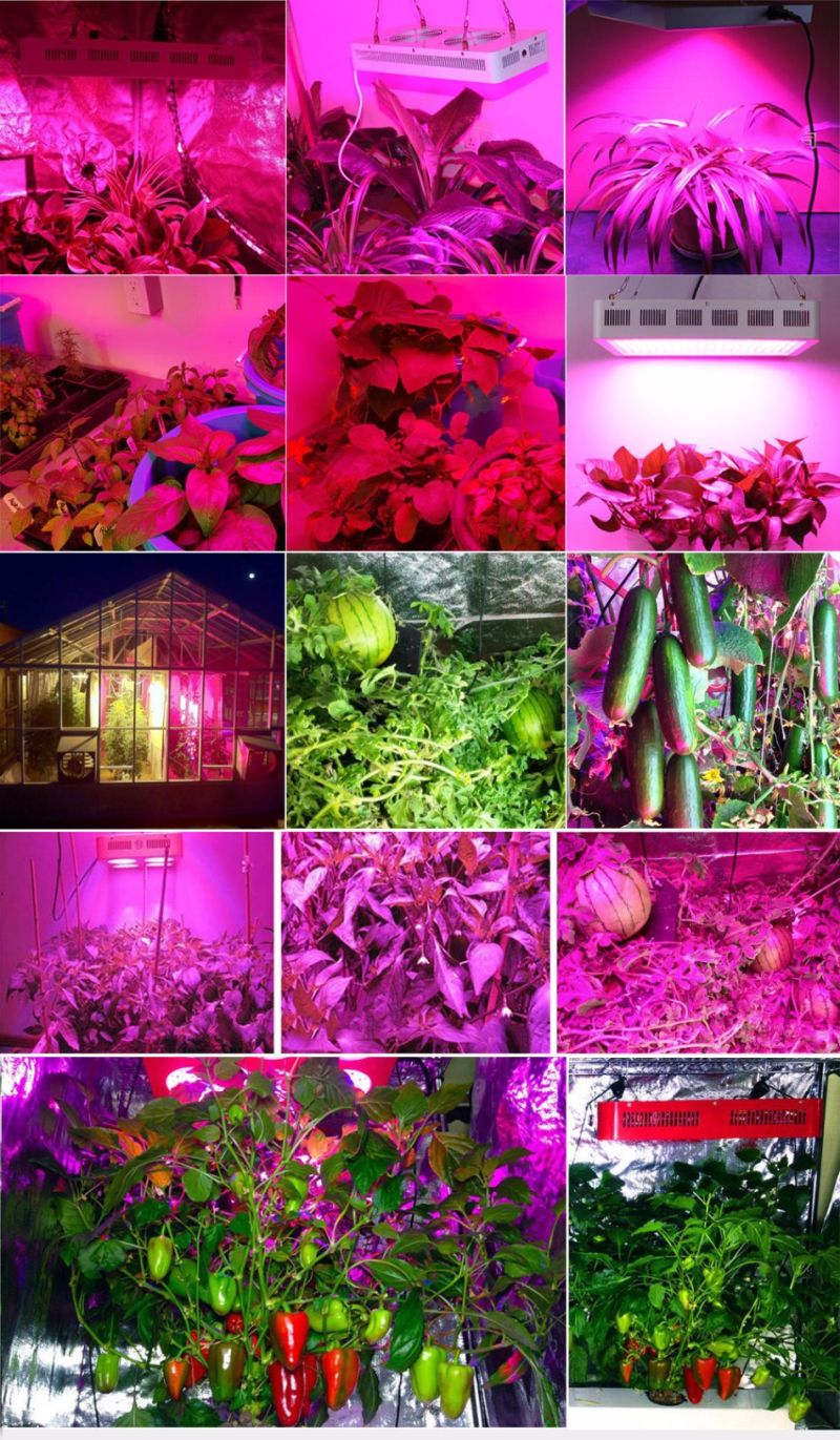 600W Full Spectrum High Yield LED Grow Light