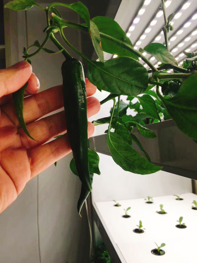 China Supplier LED to Growing Vegetables Deliciously Hydroponics Cultivator