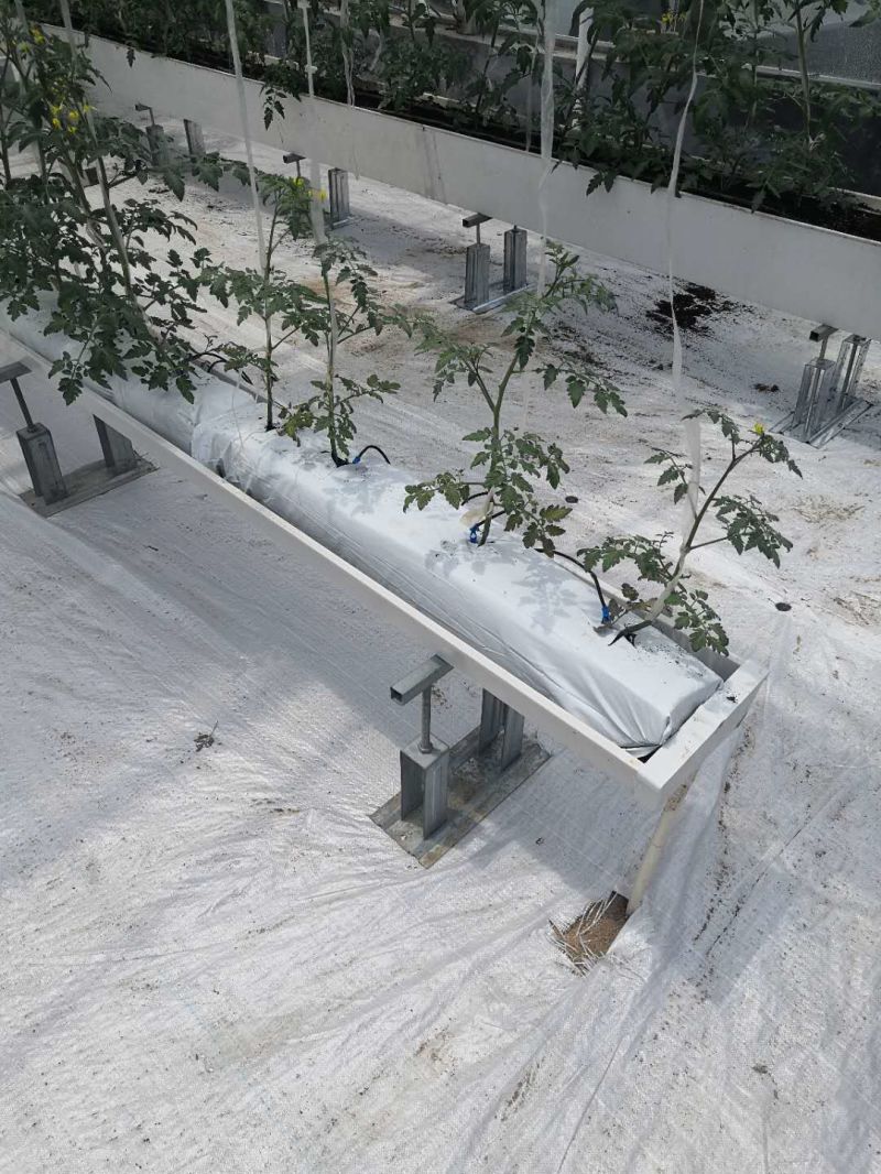 Hydroponic Seed Sprouting Vegetable Cultivation Greenhouse Facilities