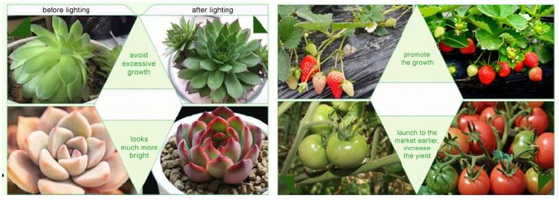 Hydroponic LED Grow Light for Greenhouse, 24W Plants Supplement Lighting