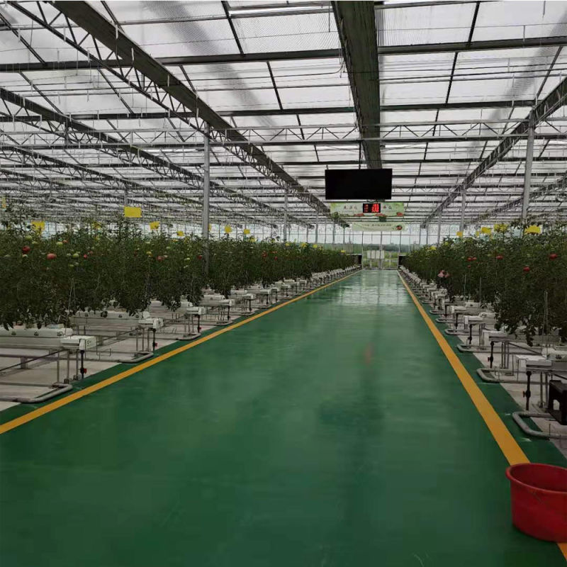 Commercial Large Glass Soilless Cultivation Tomato Plantation Greenhouse