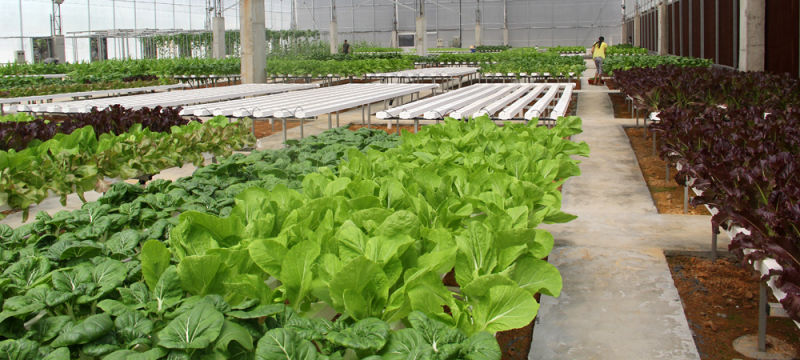 Customized PVC Channel Commercial Hydroponics Systems for Greenhouse Plant