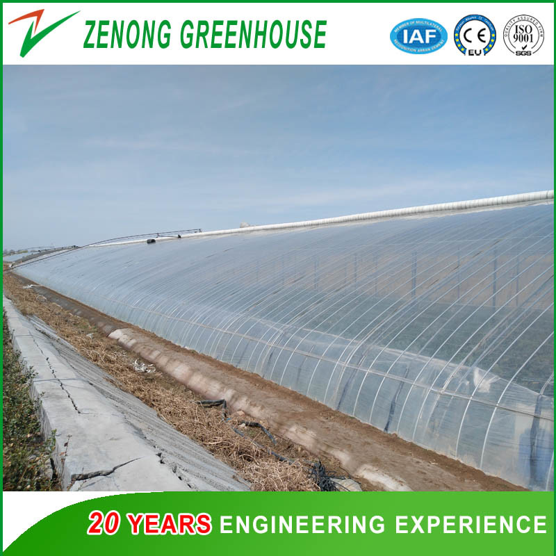 Hydroponic Cultivation System Single Span Greenhouse for Tomato/Cucumber/Celery