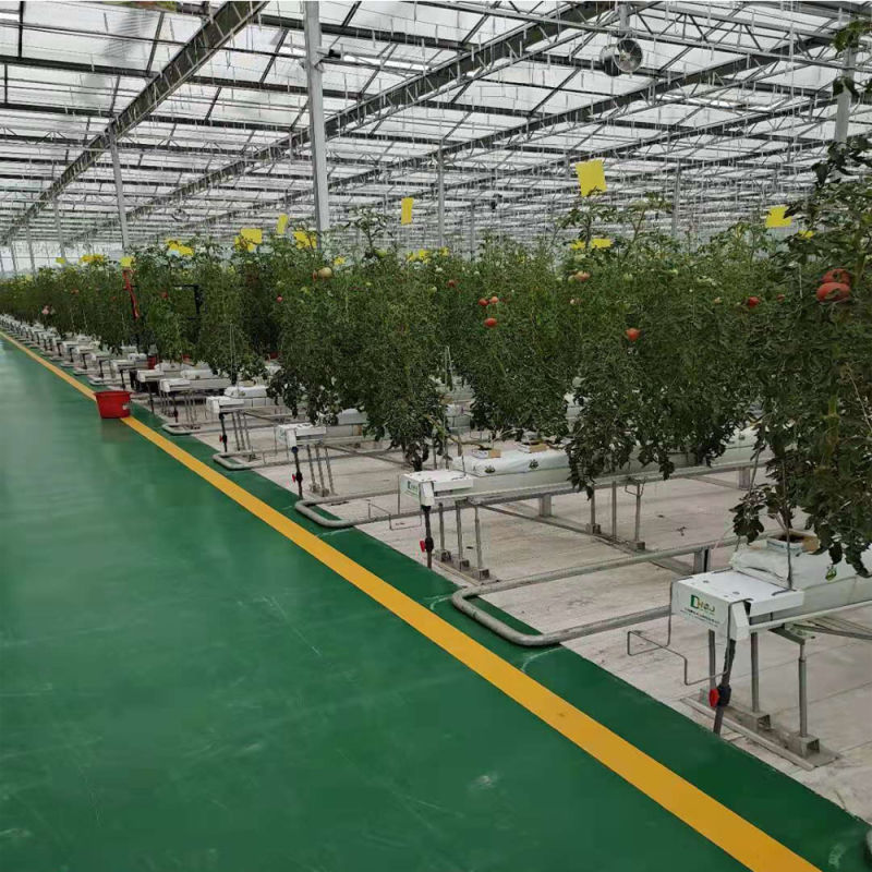 Commercial Large Glass Soilless Cultivation Tomato Plantation Greenhouse