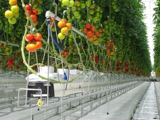 Greenhouse Hydroponics, High Quality Hydroponic, Hydroponic Growing Tomato, Tomato Greenhouse