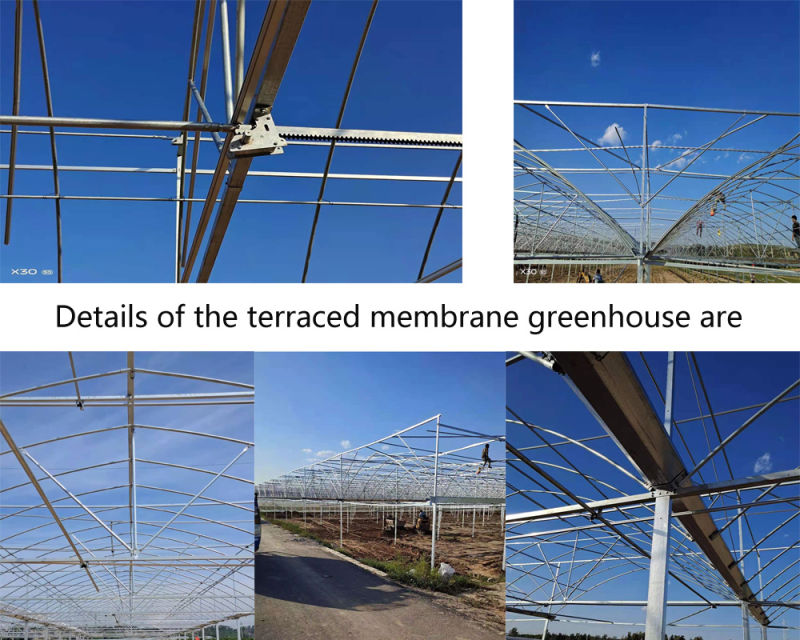 Multi-Span Film Greenhouse with Hydroponics Growing Soilless Cultivation System