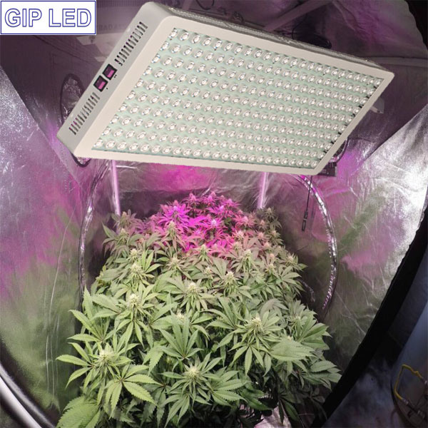 Gip 1200W LED Plant Grow Light with Full Spectrum 68000lm for Hydroponic Indoor Plants