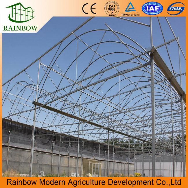 Plastic Film Tomato Greenhouse for Hydroponic Growing