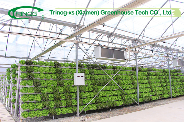 Hot Selling Multi-span Film Greenhouse with Cultivation Hydroponics System for Vegetable