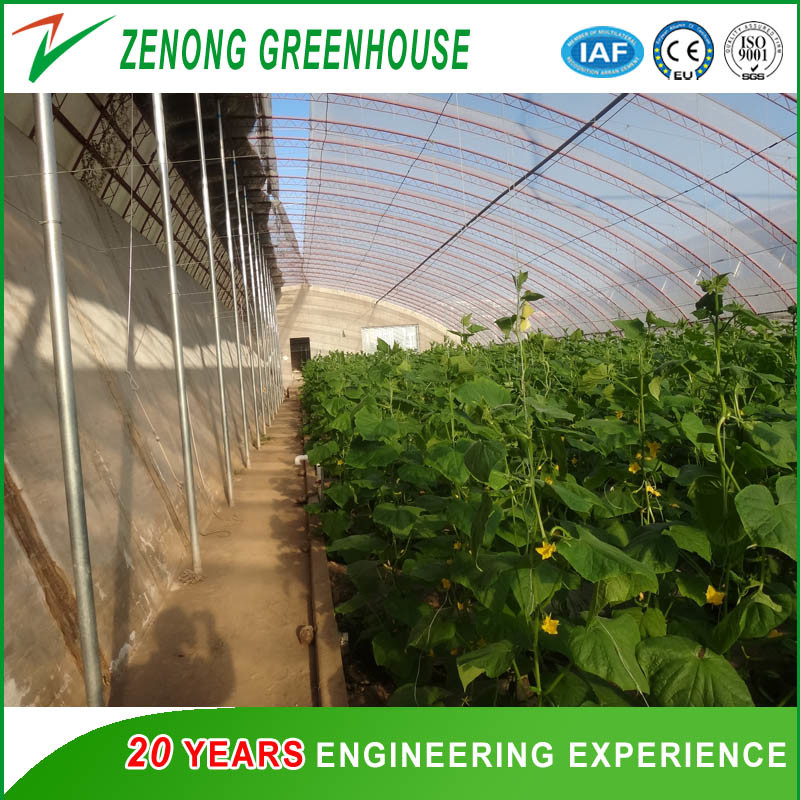 Hydroponic Cultivation System Single Span Greenhouse for Tomato/Cucumber/Celery