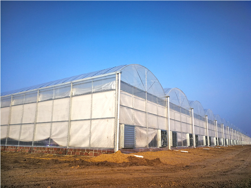 Multi Span Polyethylene Greenhouse Tomato Greenhouse