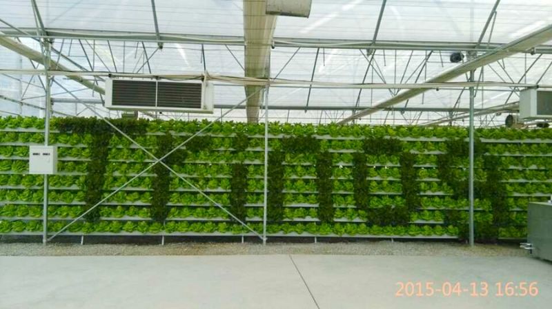 Salad Vegetable Hydroponics Growing Cultivation for Sale