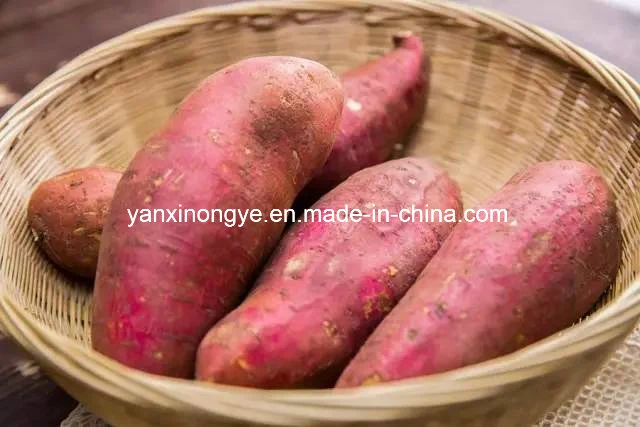 High Quality Sweet Potato 100% Handmade Sweet Potato Vermicelli