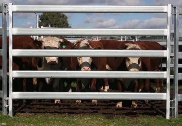 Heavy Duty Metal Oval Rail Cow Fence Panels for Au Market