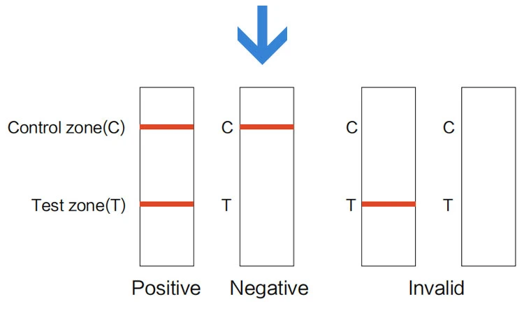 Fast Test Kit Strip, Colloidal Gold Test Antibody Test Strip One Step Rapid Test Kit