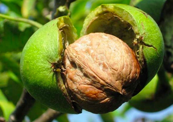 Chinese 2020 New Nut Crop Dried Fruit Walnut