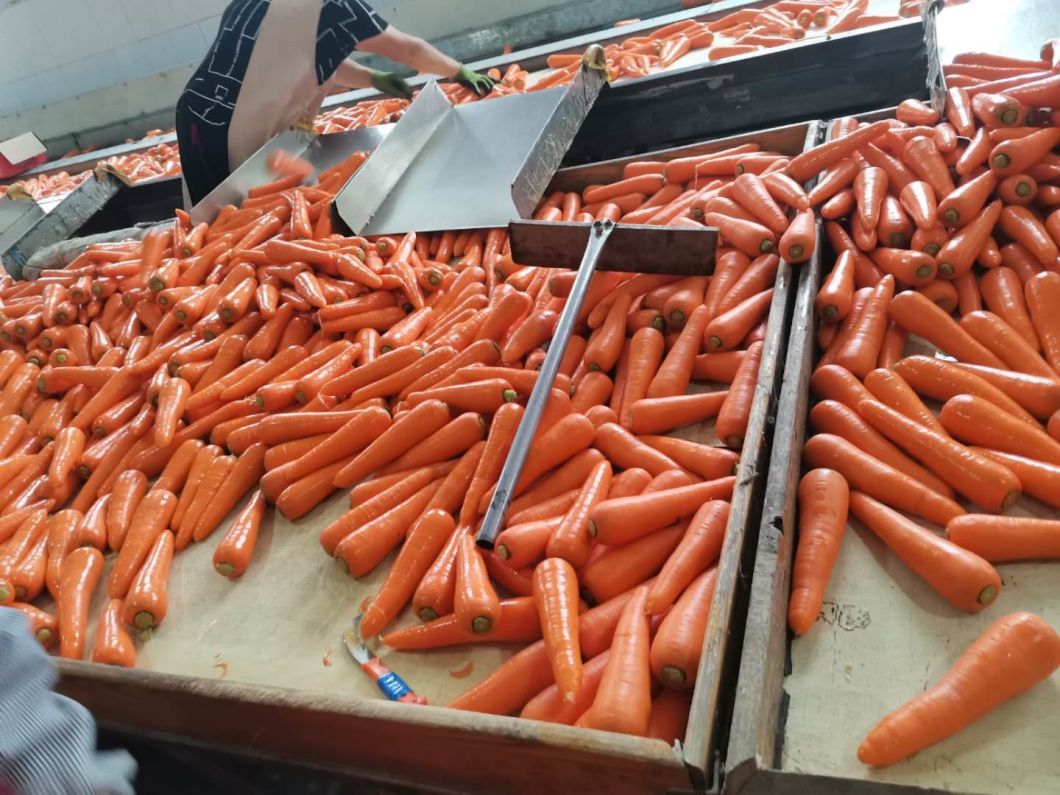 New Crop Fresh China Carrot Red Carrot