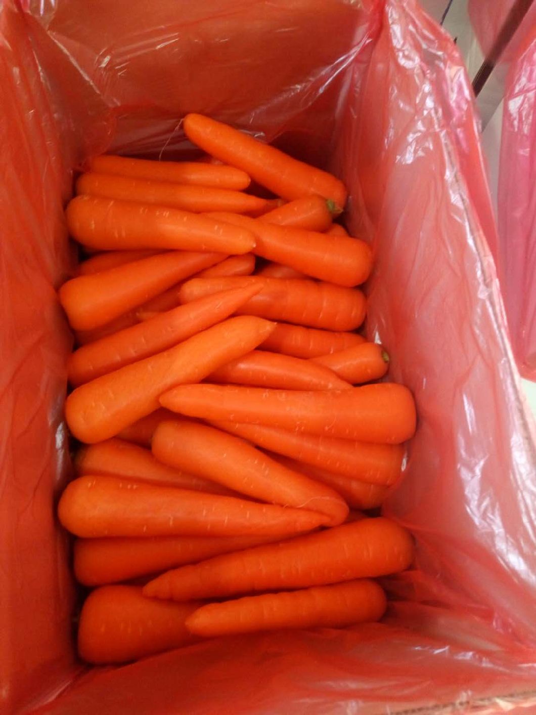 New Crop Fresh China Carrot Red Carrot