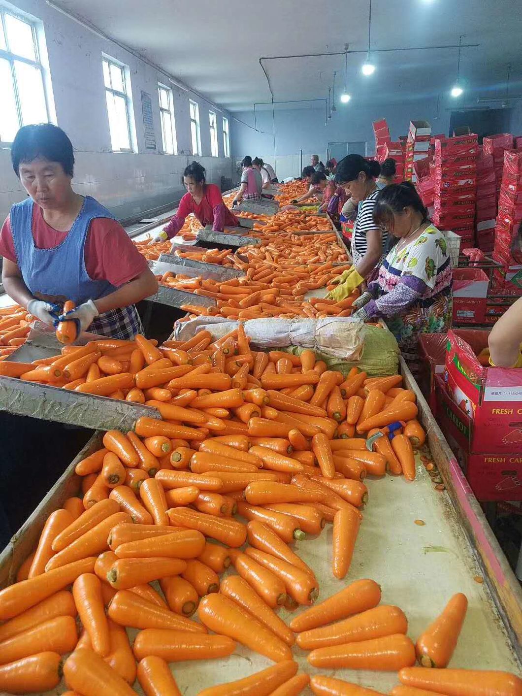 New Crop Fresh China Carrot Red Carrot