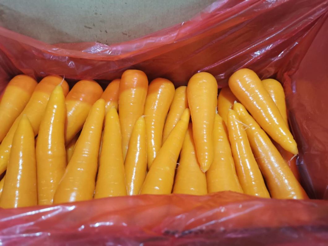 New Crop Fresh China Carrot Red Carrot